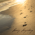 Larry Lagerberg - Footprints in Paradise